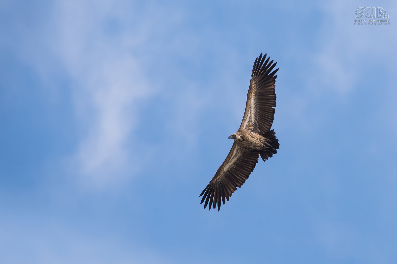 Lower Zambezi - White-backed vulture A white-backed vulture (Gyps africanus) flying above the Zambezi river. An adult white-backed vulture can be  94cm long and can have a wingspan of 218cm. Stefan Cruysberghs